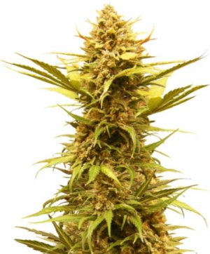 Critical XXL AUTO.jpg Critical XXL AUTO.jpg