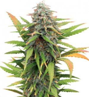 gelato auto.jpg gelato auto.jpg