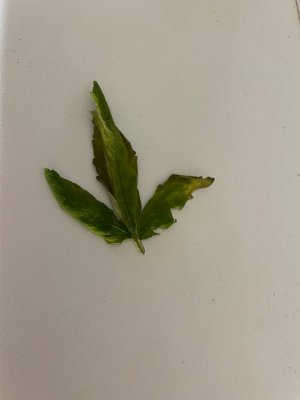 жёлтый лист.jpg жёлтый лист.jpg