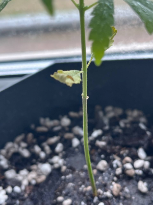 1712605520921.png 1712605520921.png