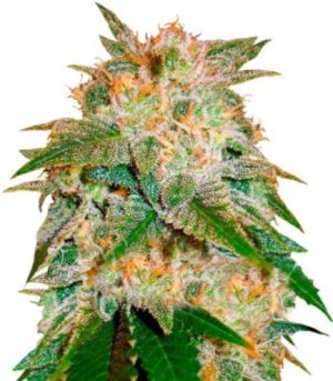 la bella afrodita.jpg