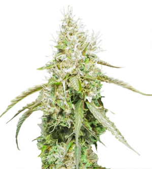 1713340479848.png 1713340479848.png