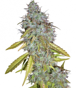 1713340488042.png 1713340488042.png