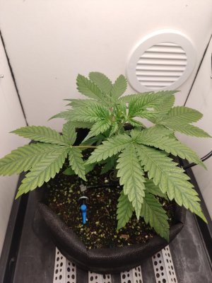 IMG_20240418_025309.jpg IMG_20240418_025309.jpg