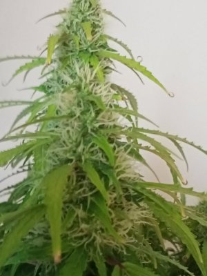 IMG20240425134609.jpg IMG20240425134609.jpg