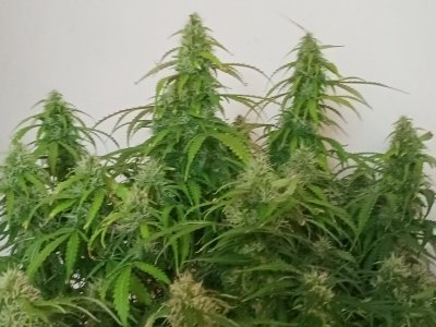 IMG20240425134310.jpg IMG20240425134310.jpg