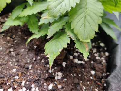 1000018009.jpg 1000018009.jpg