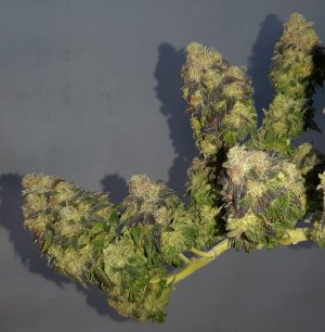 20240426_191459.jpg 20240426_191459.jpg