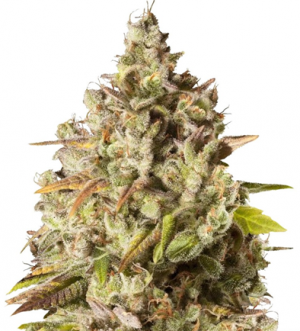 1714214743603.png 1714214743603.png