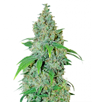 1714214746940.png 1714214746940.png