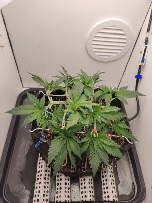 IMG_20240503_184434.jpg IMG_20240503_184434.jpg