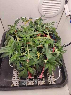 IMG_20240508_000141.jpg IMG_20240508_000141.jpg