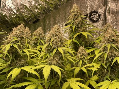 lowryder2.JPG lowryder2.JPG