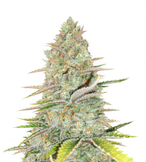 1715607012294.png 1715607012294.png