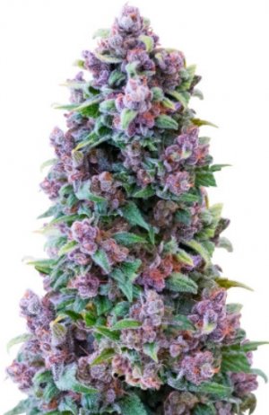 apple betty.jpg apple betty.jpg