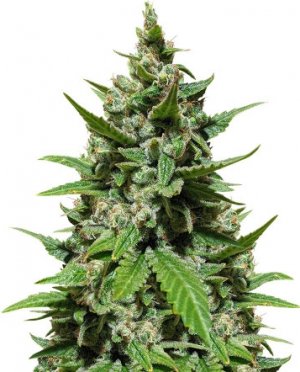 gelato auto.jpg gelato auto.jpg