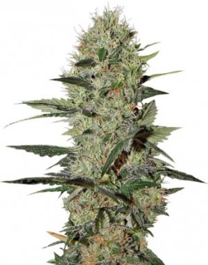 exodus cheese auto.jpg exodus cheese auto.jpg