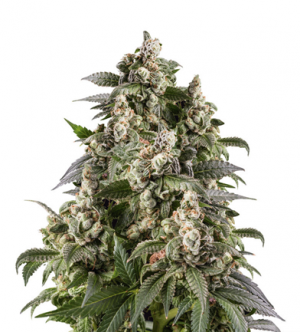 1716213434796.png 1716213434796.png