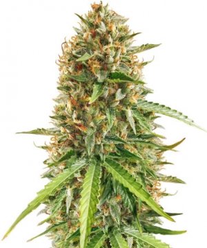 scout cookies.jpg scout cookies.jpg