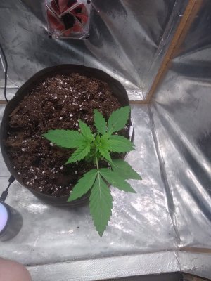 17162998454945445263161050706966.jpg 17162998454945445263161050706966.jpg