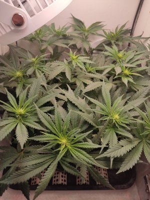 IMG_20240519_214006.jpg IMG_20240519_214006.jpg