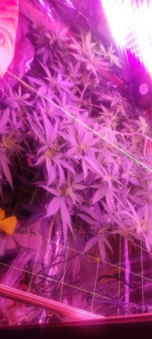 WhatsApp Image 2024-05-24 at 11.48.02.jpeg