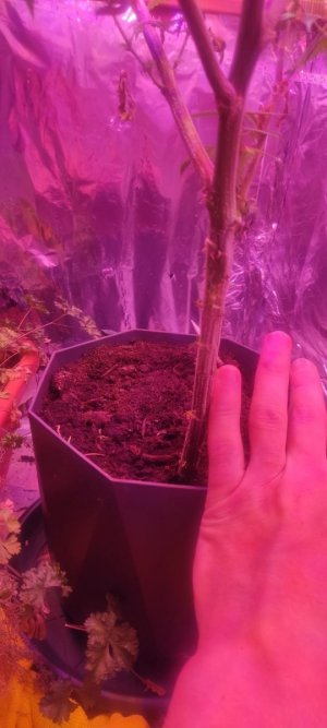 WhatsApp Image 2024-05-24 at 11.49.24.jpeg