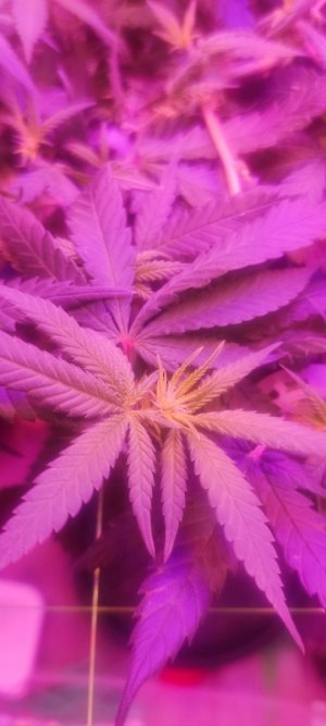 WhatsApp Image 2024-05-26 at 11.34.10 (1).jpeg