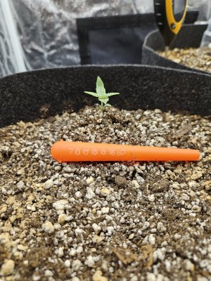 20240524_172457.jpg 20240524_172457.jpg