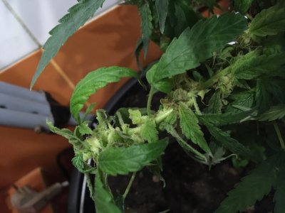 EE71950D-A0B4-466D-98CD-FCEDAF67E69B.jpeg EE71950D-A0B4-466D-98CD-FCEDAF67E69B.jpeg