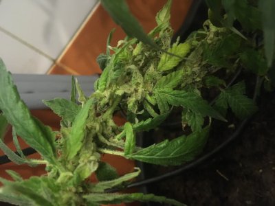 7511C586-8EB4-48E8-B4D1-37537470B8F5.jpeg 7511C586-8EB4-48E8-B4D1-37537470B8F5.jpeg