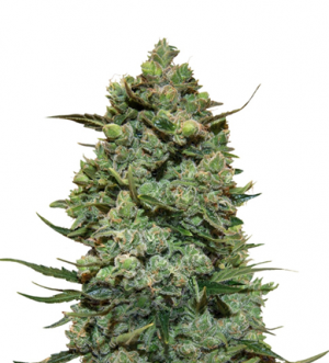 1717082097017.png 1717082097017.png