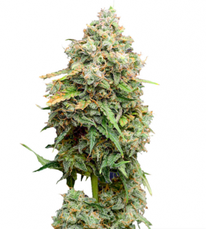 1717082105839.png 1717082105839.png