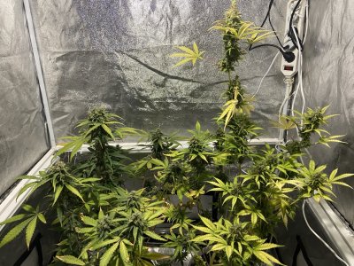 85 день (25.04.).jpeg