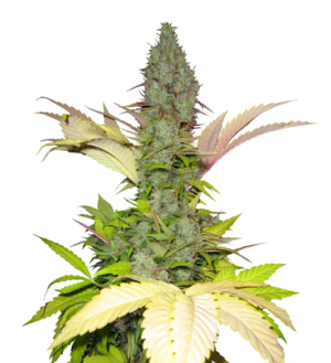 1717696652073.png 1717696652073.png