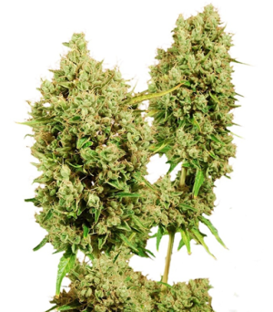 1717859238246.png 1717859238246.png