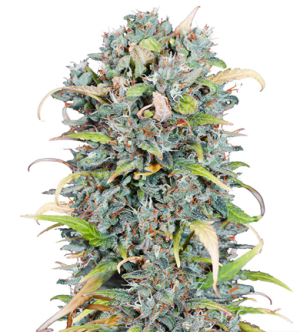 1717859247836.png 1717859247836.png