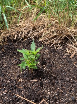 IMG_5636 — копия.jpg