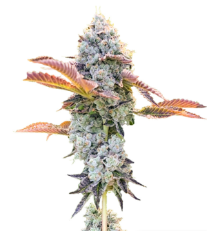 1718213250878.png 1718213250878.png