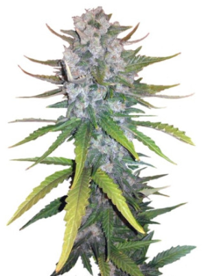 +speed auto.png +speed auto.png