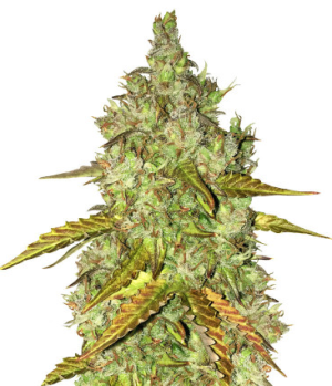 dosvidos.png dosvidos.png