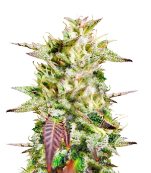 1718263864937.png 1718263864937.png