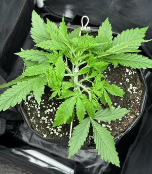 IMG_3951.jpeg IMG_3951.jpeg