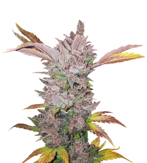 1718278958037.png 1718278958037.png