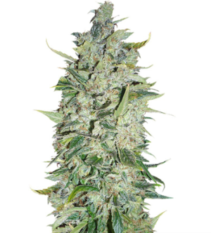 1718550732671.png 1718550732671.png