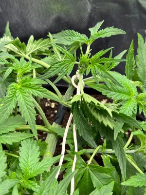 E22E600C-FB14-4CA1-A9E8-23749337CDE5-6439-00001308BB234594.jpeg E22E600C-FB14-4CA1-A9E8-23749337CDE5-6439-00001308BB234594.jpeg