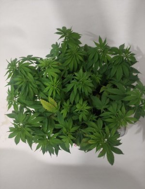 cleaned_cleanedScreenshot2024-04-08-13-51-24-108-editcom.miui.gallery.jpg cleaned_cleanedScreenshot2024-04-08-13-51-24-108-editcom.miui.gallery.jpg