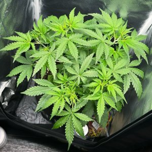 IMG_4095.jpeg IMG_4095.jpeg