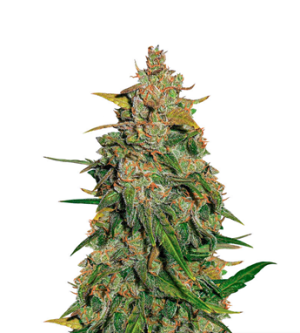 1719157795816.png 1719157795816.png