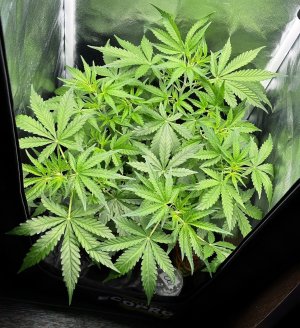 IMG_4166.jpeg IMG_4166.jpeg